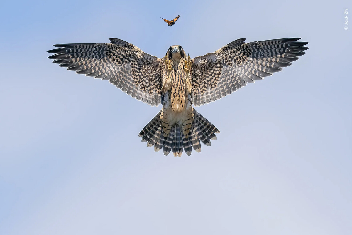 Победитель в номинации "Поведение птиц" ©Jack Zhi/Wildlife Photographer of the Year  📷