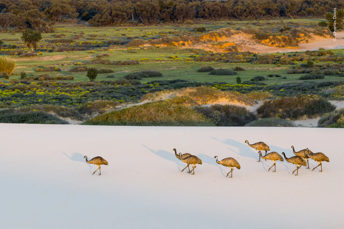 Номинант категории "Животные в естественной среде обитания" ©Charles Davis/Wildlife Photographer of the Year  📷