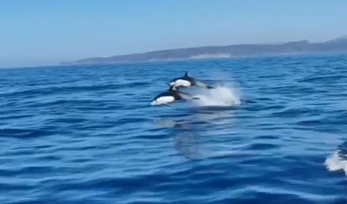    Источник фото: Скрин видео