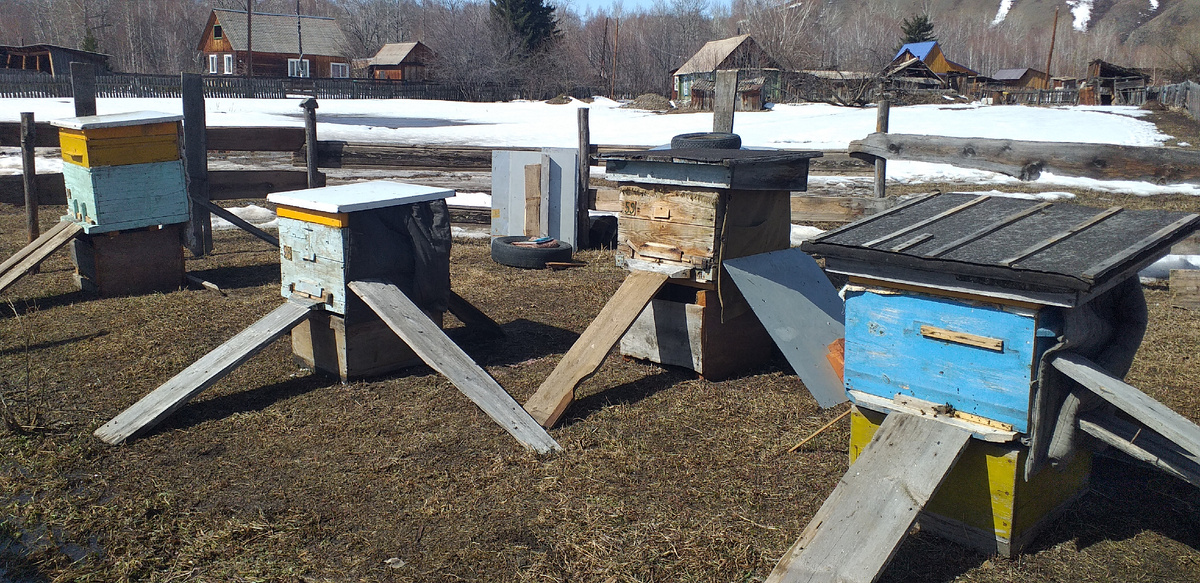 Теректа | апрель 2023 | четыре перезимовавших семьи, крайняя левая зимовала с магазином, она нынче дала самый сильный рой