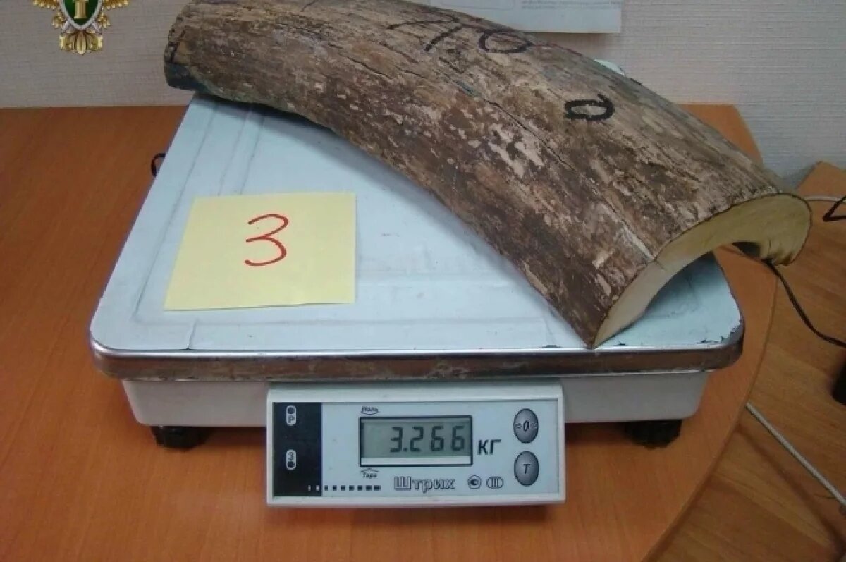    Более 113 млн рублей выручили злоумышленники в Приморье на мамонтах