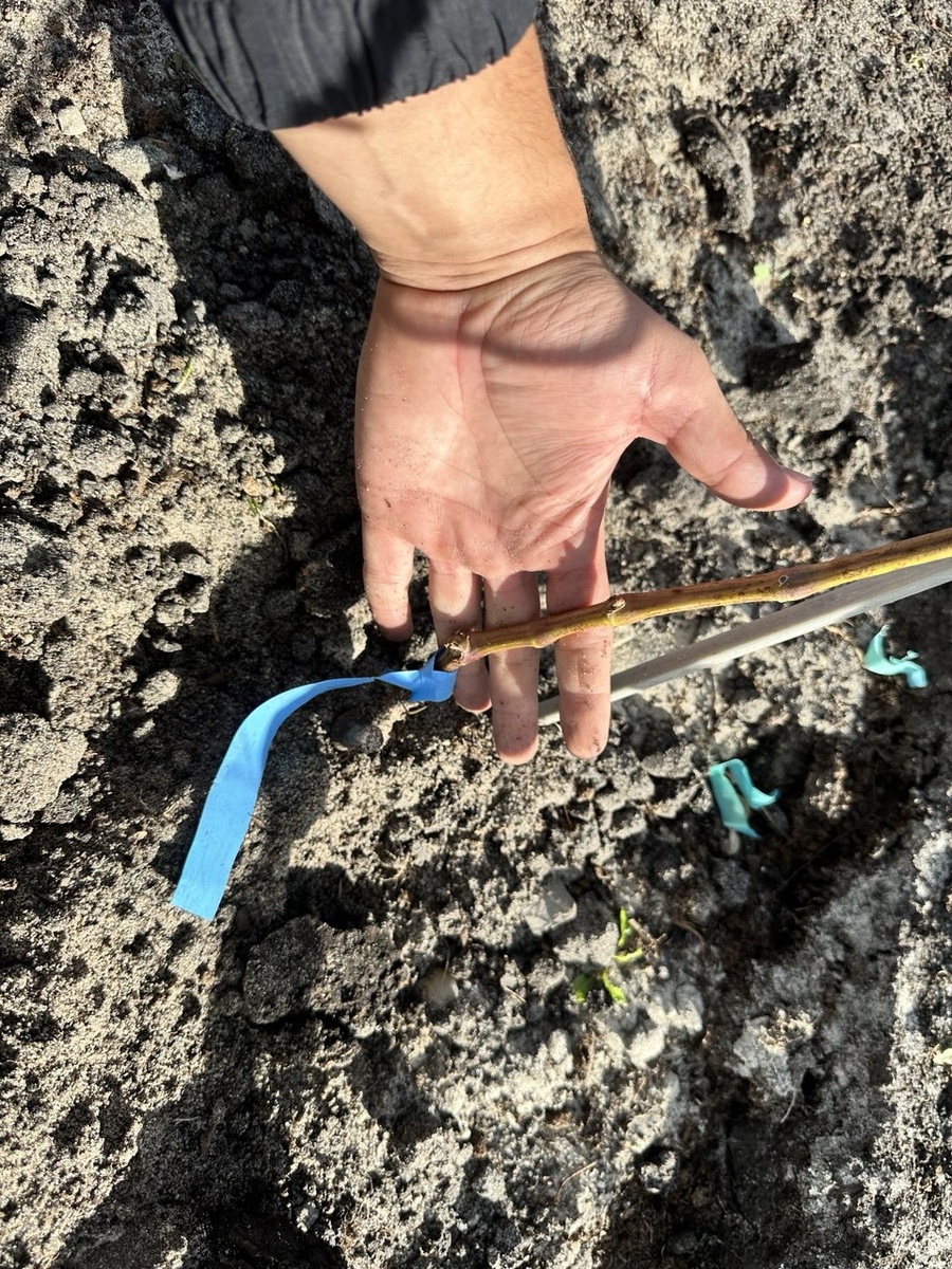 Саженец посадки этого года. После обрезки останется только часть, которая лежит на руке. 