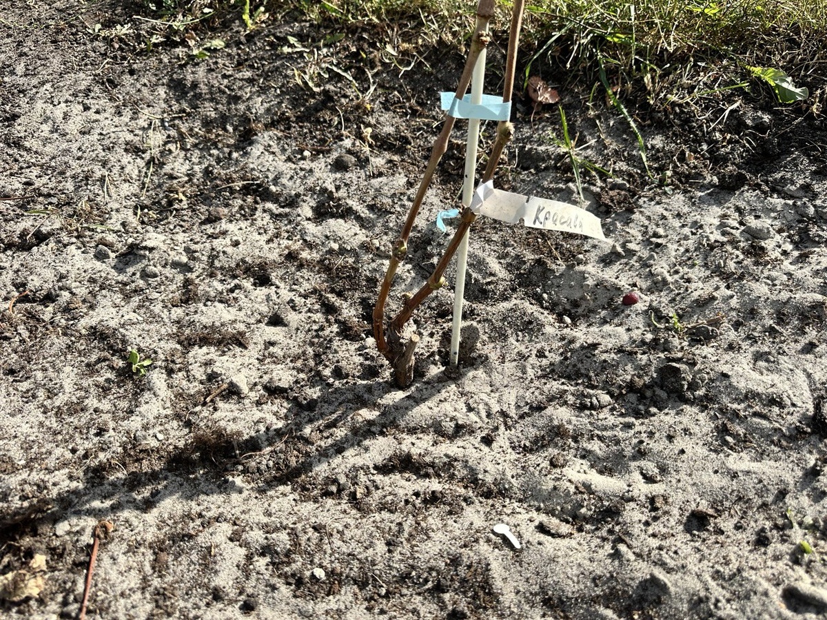На этом саженце, посаженном в этом году, дали расти двум побегам. В результате один из них не вызрел, другой вызрел на 10-15 см, но этого хватит. На второй год обязательно на этом кусте выращивать, как положенно два побега - три, скорее всего, "не потянет".
