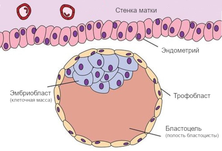 Трофобласт образование