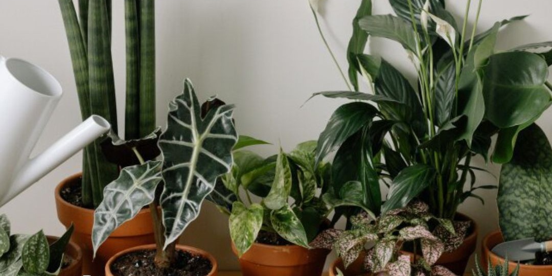 🍂УХОД ЗА КОМНАТНЫМИ ЦВЕТАМИ ОСЕНЬЮ🍂