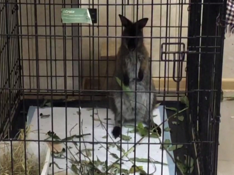     Фото: скрин видео из зоопарка Ярославля