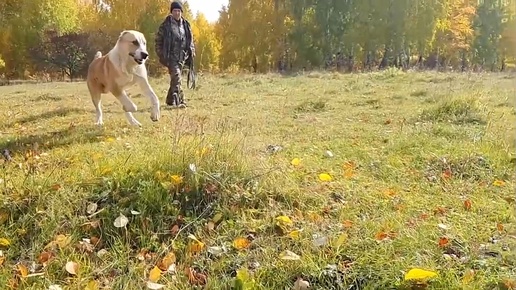 Незабываемая осенняя прогулка в окрестностях питомника 