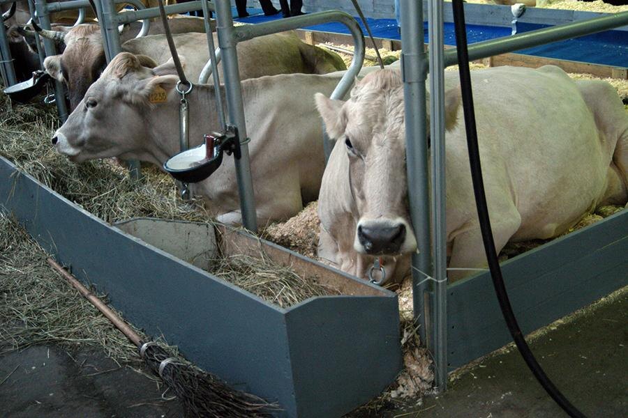    Денис Гришкин / ТАСС