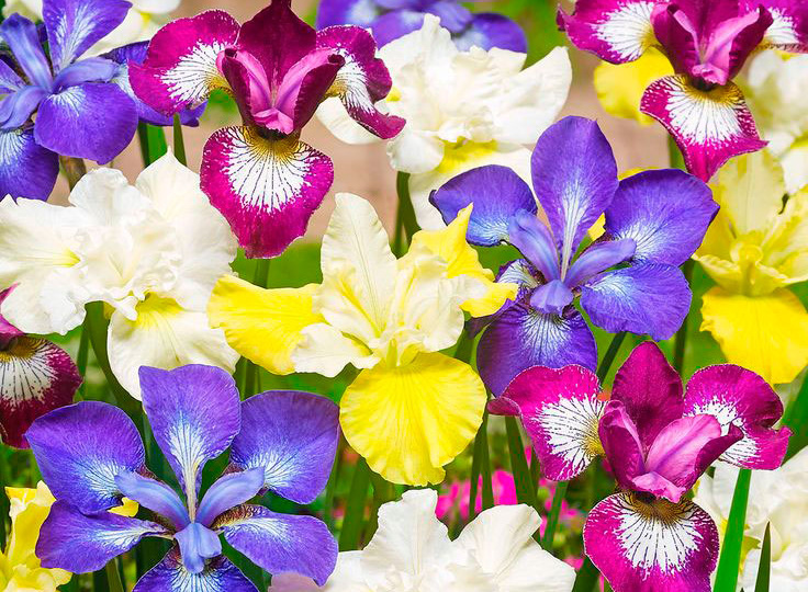 Подготовка сортовых ирисов к зиме и их отличия от бабушкиных видов