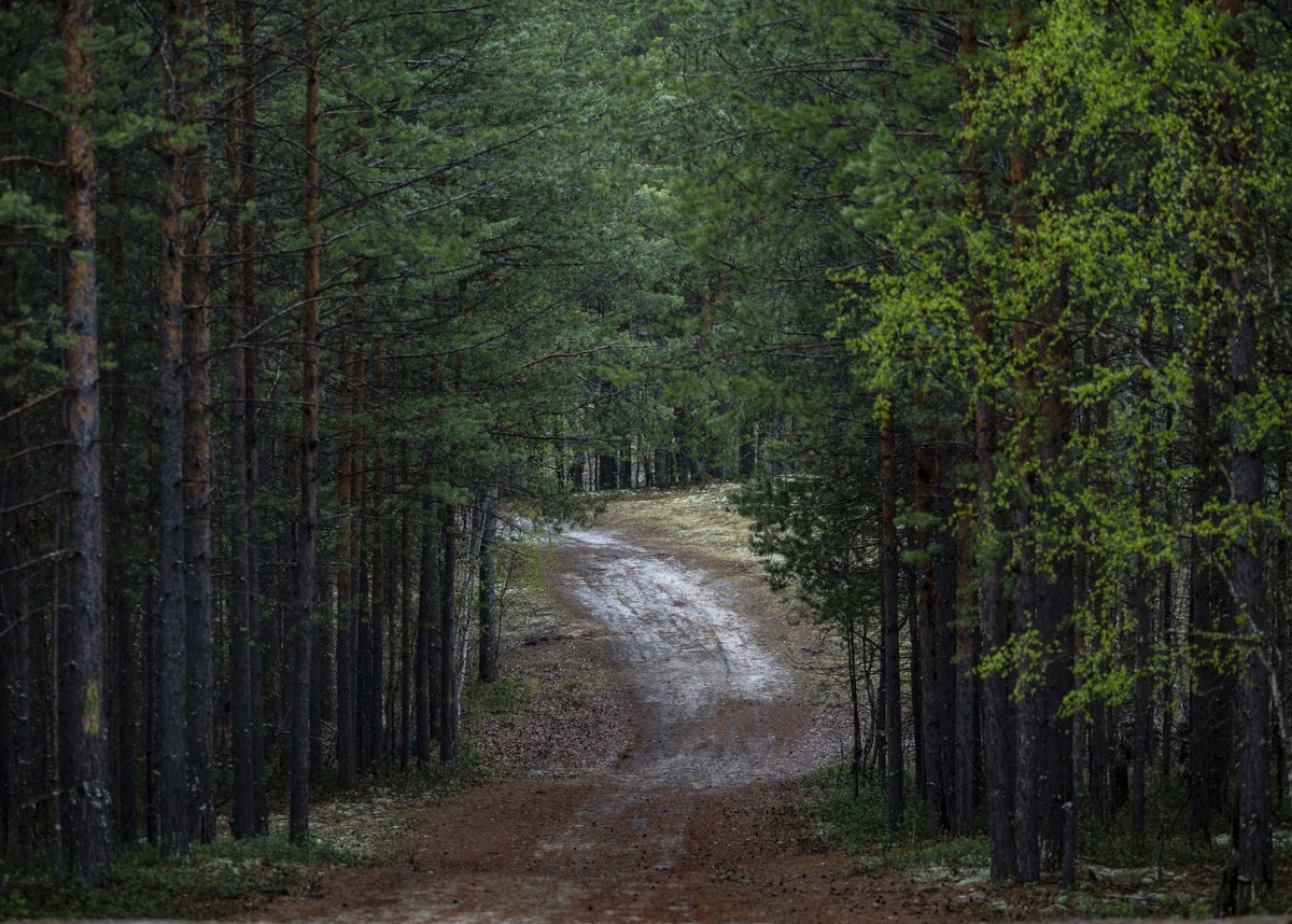    Тело заблудившейся в лесу матери тренера сборной Тюменской области по биатлону нашли под Тобольском