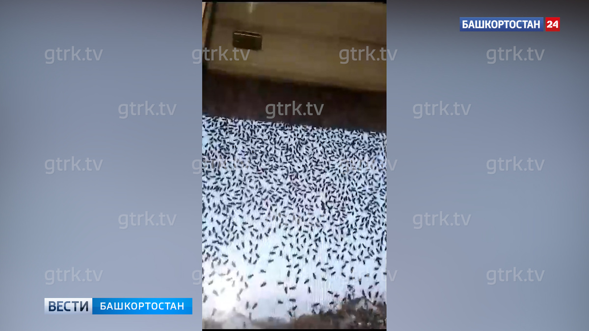   Нашествие мух в Башкирии: жители Туймазов обвинили в проблеме местную птицефабрику
