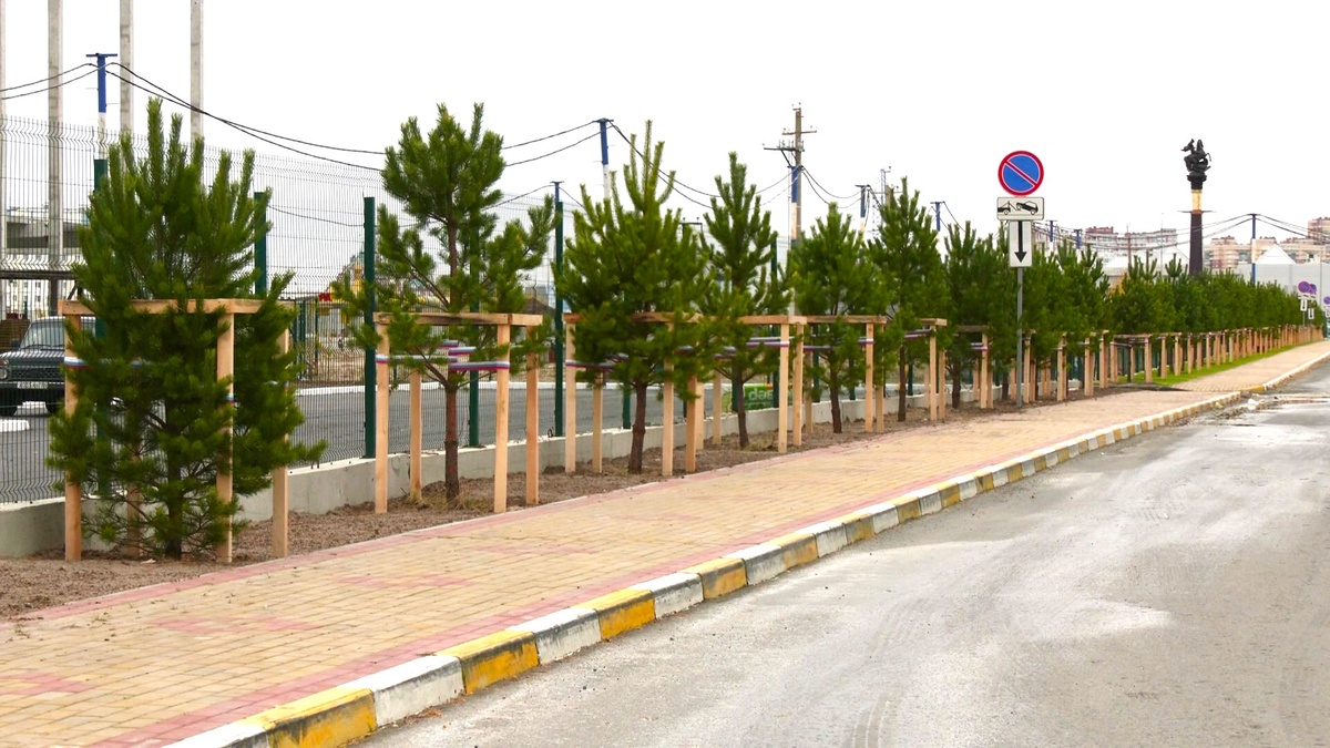    В Сургуте взрослым деревьям дают вторую жизнь