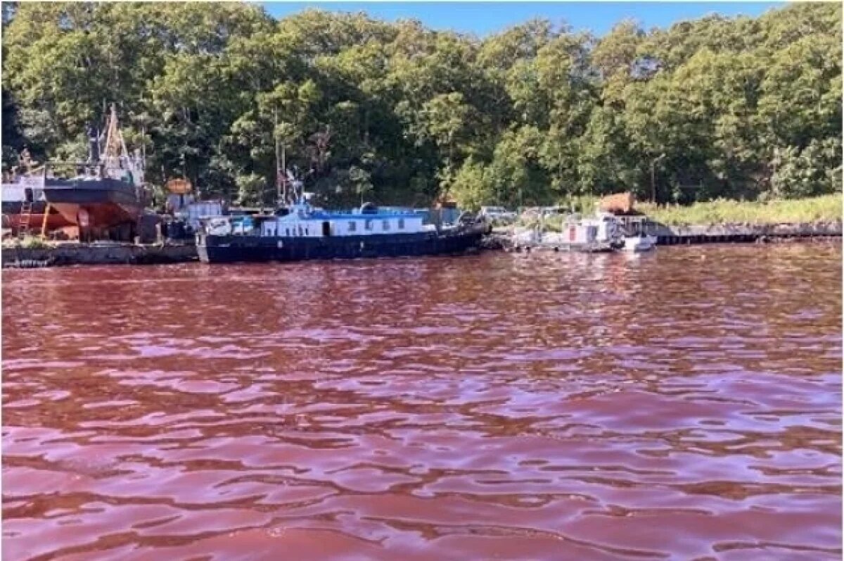    Учёные рассказали, как микроорганизмы окрашивают воду в Авачинской бухте