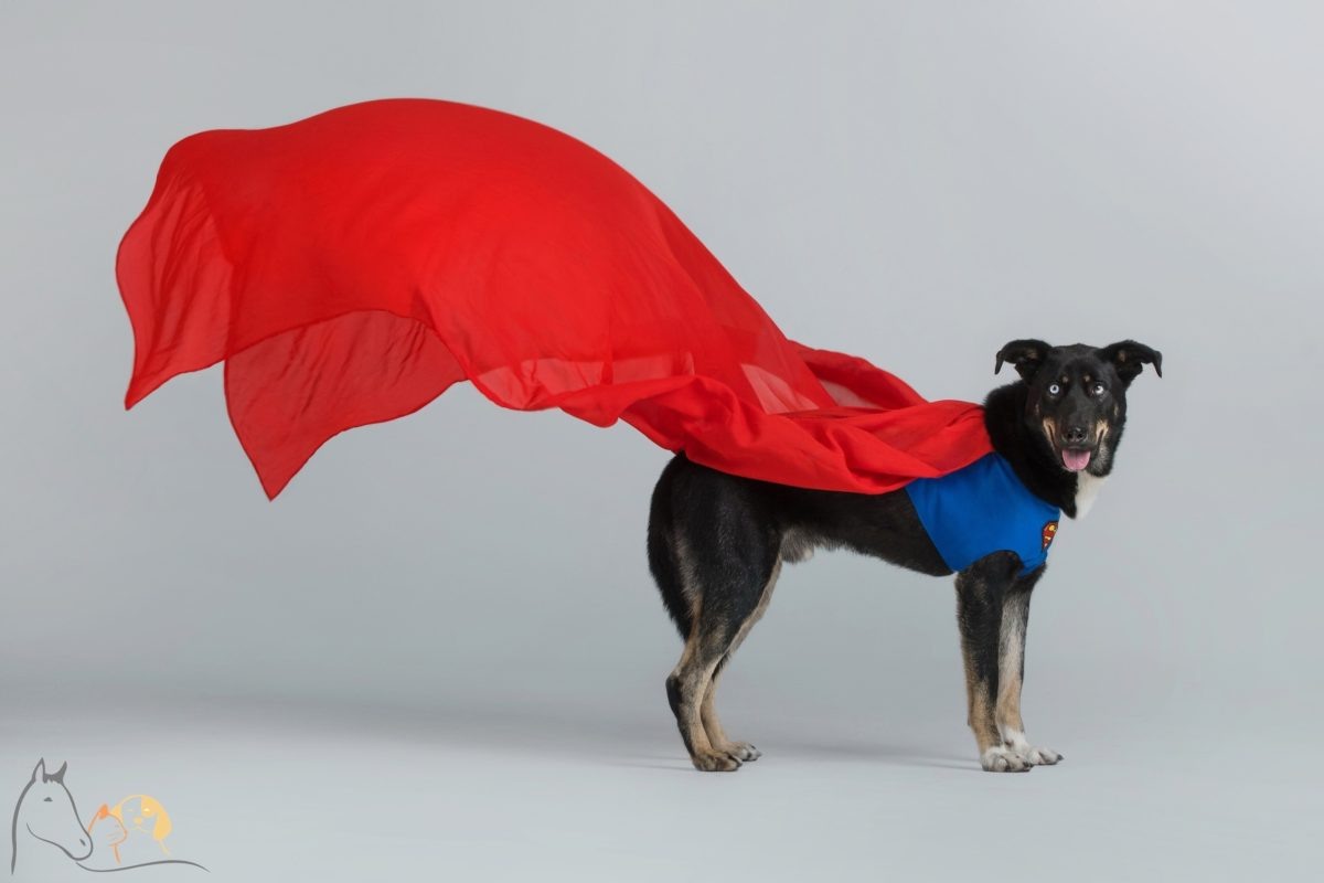    Собаки предстали на фото в необычных образах