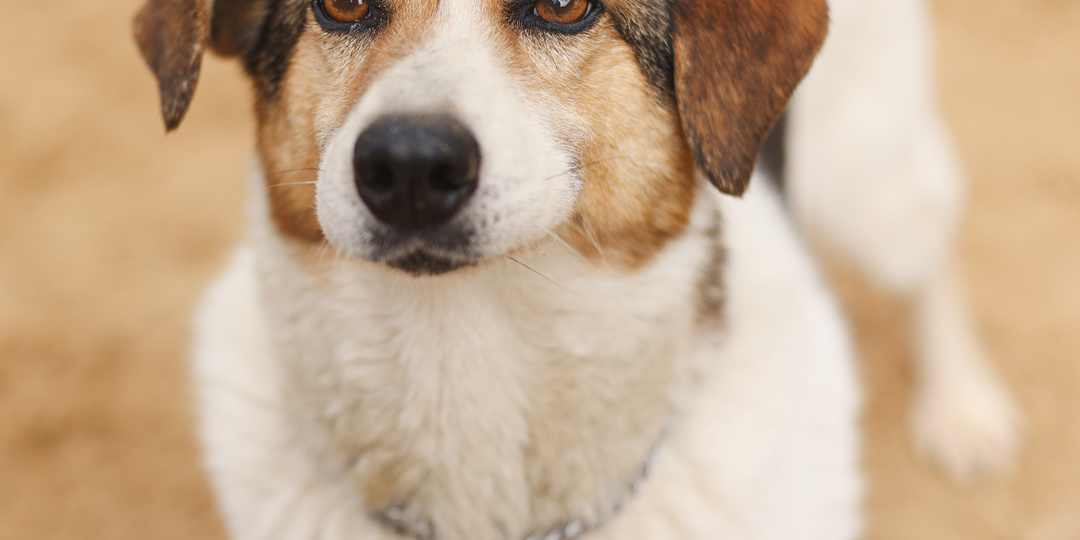 Волонтеры в приюте дали новую кличку несчастной собаке, и, кажется, ситуация улучшилась. Однако больше никто не позвонил