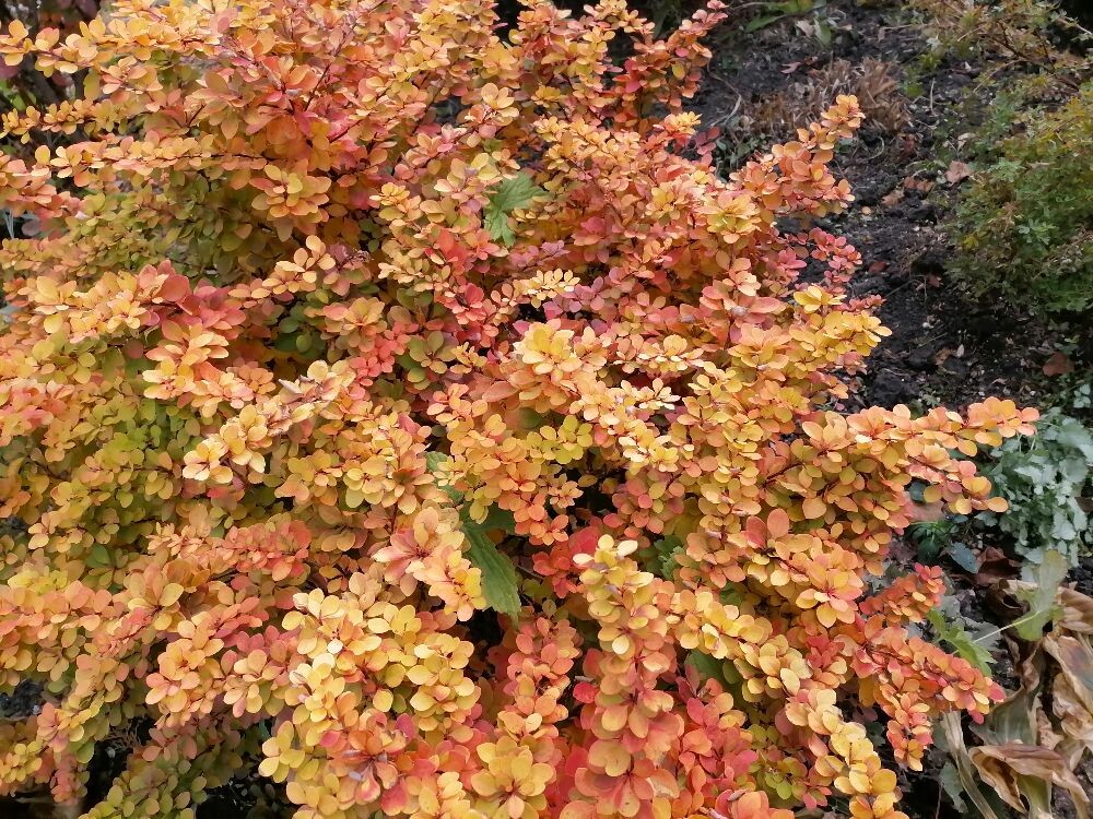 Ну какой же красивый этот барбарис!