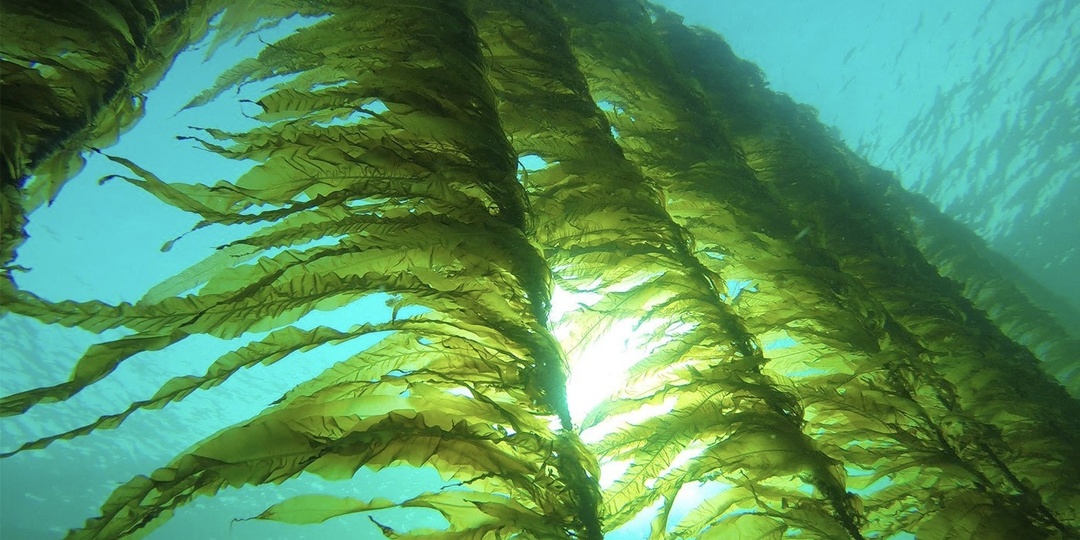 Самые необычные водоросли мира