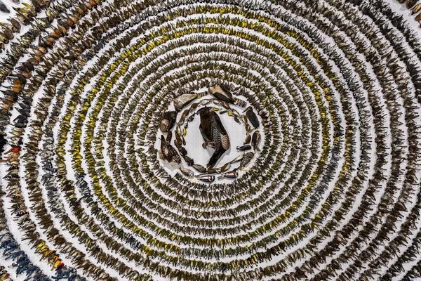 © Photo : Patricia Seaton Homonylo/Bird Photographer of the Year