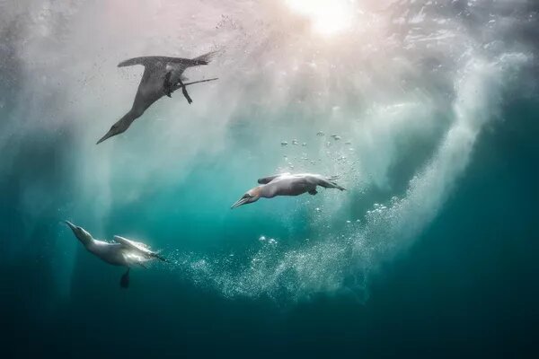© Photo : Kat Zhou/Bird Photographer of the Year