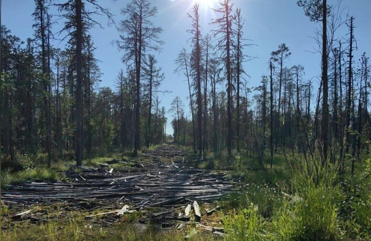    В Югре спасли заблудившегося в лесу мужчину