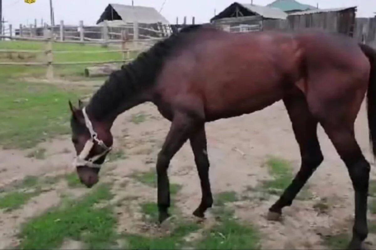    Районный чиновник незаконно потратил бюджетные деньги на покупку лошади