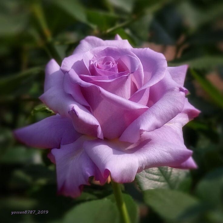 Картинка найдена на просторах интернета, ссылка https://yandex.ru/images/search?from=tabbar&img_url=https%3A%2Fi%2F.pinimg.com%2Foriginals%2Fa8%2F34%2Fа3f%2Fa83р43f81с28379b5e7bd53274cf0591a19.jpg&lr=47&pos=15&rpt=simage&text=%D1%86%D0%B2%D0%B5%D1%82%D1%8B%20%D0%BA%D1%80%D1%83%D0%BF%D0%BD%D0%BE%20%D1%84%D0%BE%D1%82%D0%BE