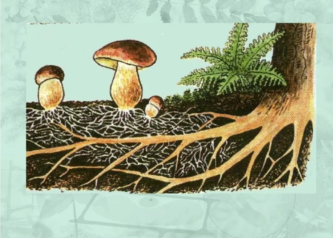 Грибница, гифы, плодовые тела (картинка из инета)