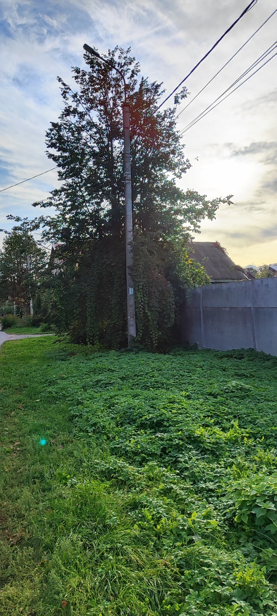 Столб, забор, виноградная лоза - что может быть лучше !