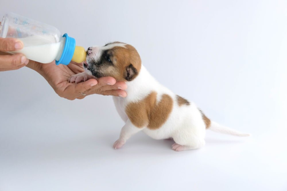 Рекомендуем бутылочку с соской Nursing Bottle от BioPetActive