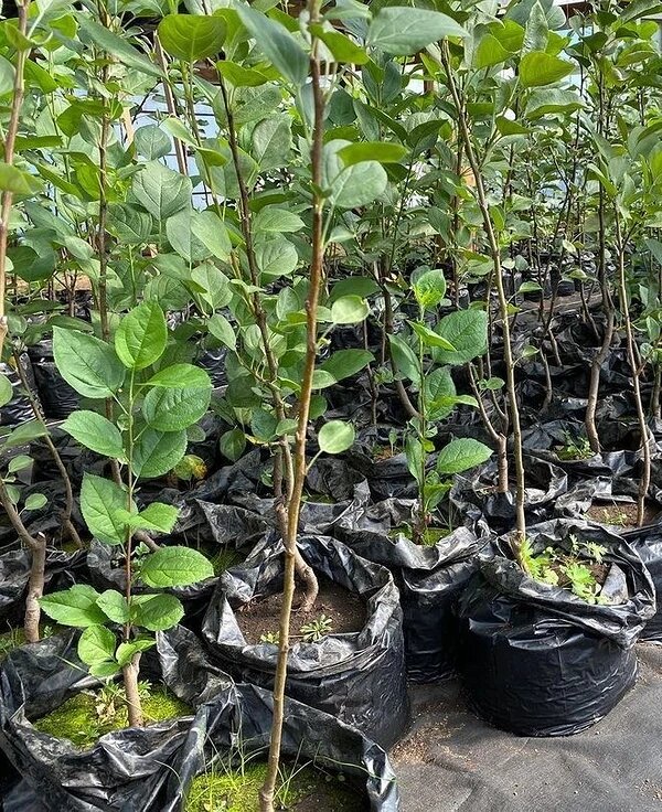 Фото: соцсети компании pitomnik_barguzin