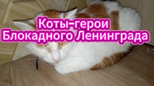 Коты-герои Блокадного Ленинграда