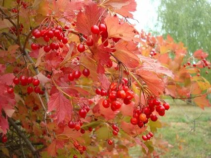 Куст калины, но не мой. Свой снимок не смогла перенести.