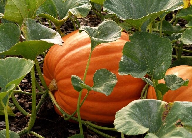 Фото: antonovsad.ru