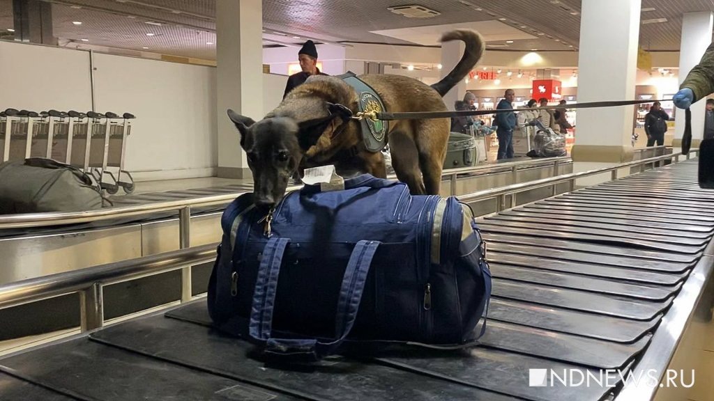    Бельгийская овчарка Норвегия