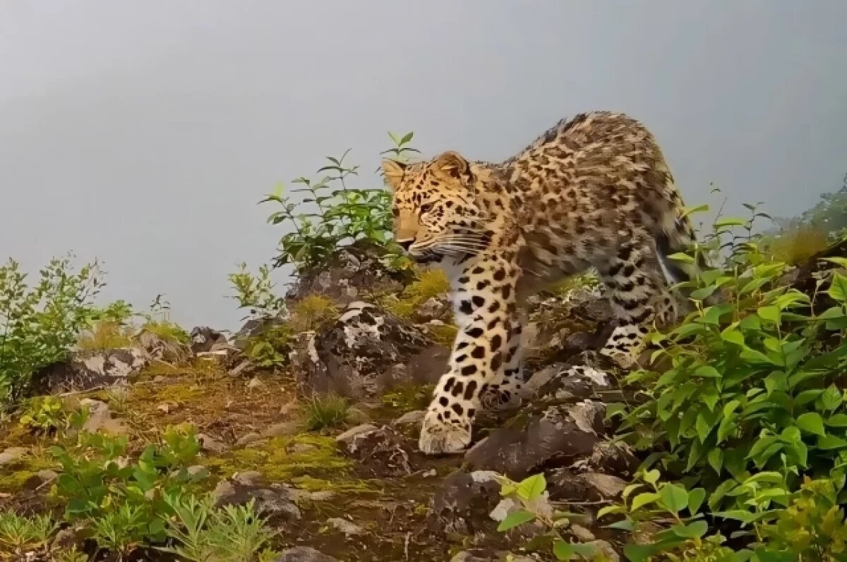    Приморье радует россиян новыми кадрами с леопардессой Гердой и её котёнком