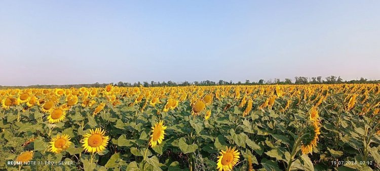    В ДНР высадят демонстрационные поля подсолнечника российской селекции