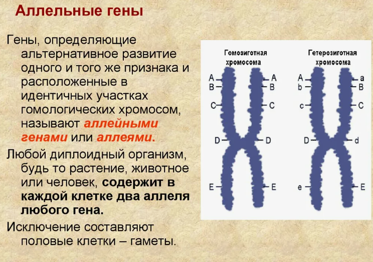 Аллельные хромосомы