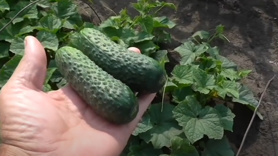 Вот так выглядят огурцы сорта "С пальчик" 