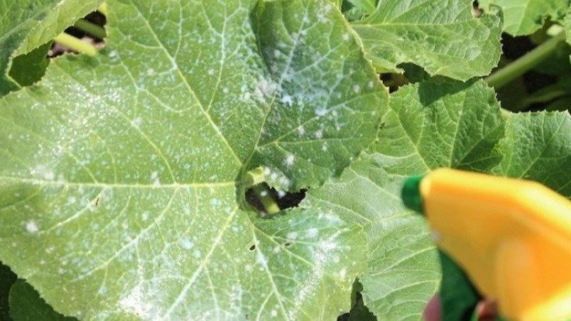 Вот так я подкармливаю огурцы после сбора урожая. Просто, а результат отличный!