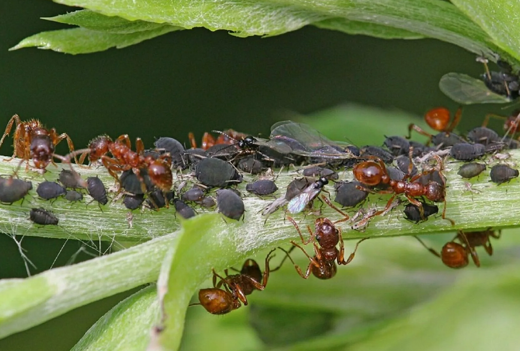 Тля и муравьи