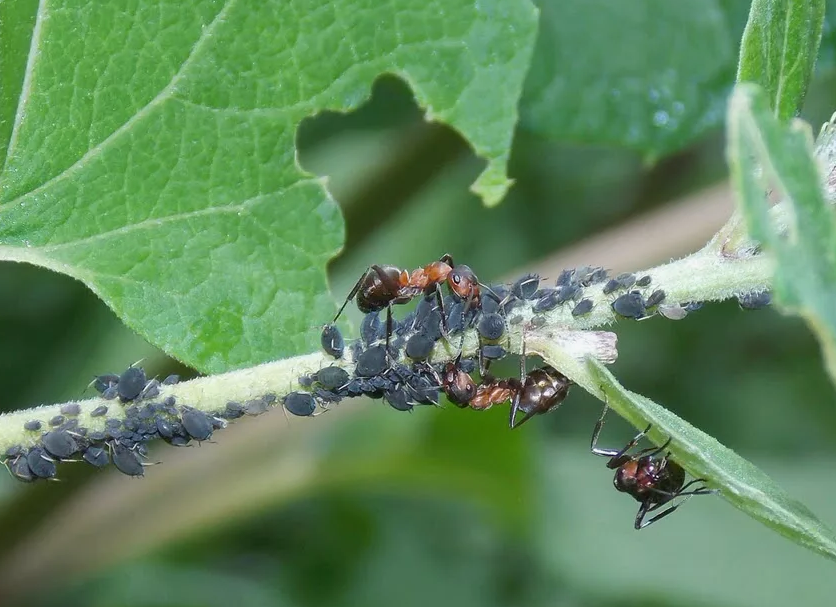 Муравьи разносят тлю
