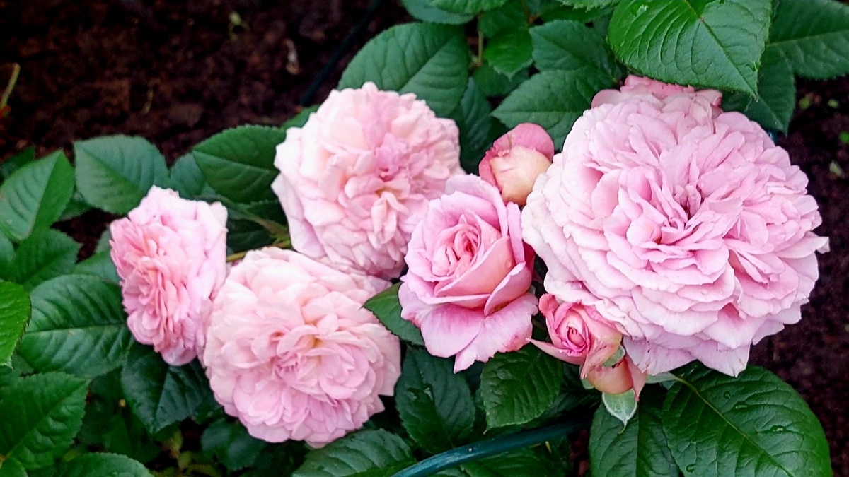 Амаретто. Флорибунда. Для поднятия настроения можно и Амаретто). 