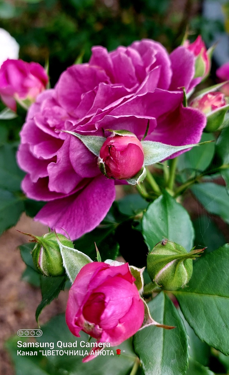 Ёр Бьюти. Ч/г роза.