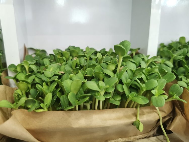     Зеленая стена. Культуры аграриев ДНР представлены на выставке «Золотая осень»
