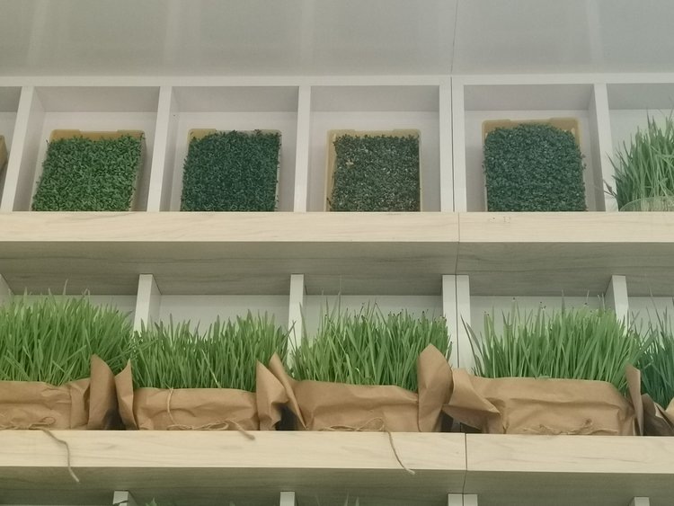     Зеленая стена. Культуры аграриев ДНР представлены на выставке «Золотая осень»
