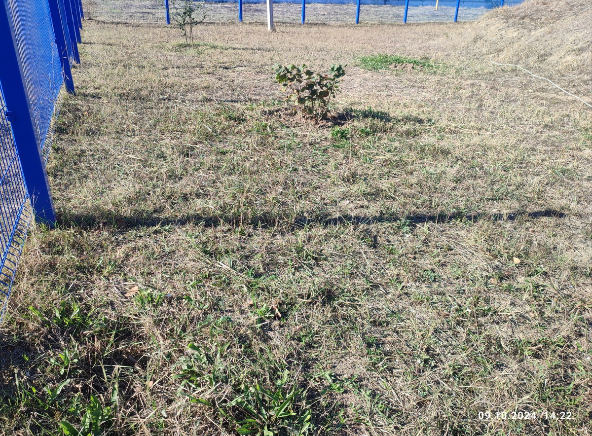 К осени земля превращается в выжженную пустыню.