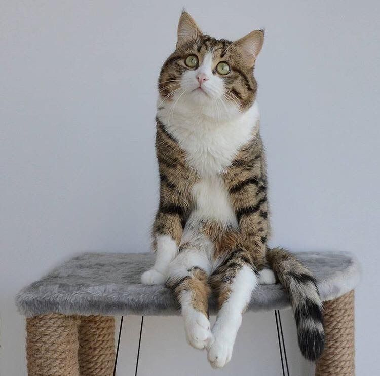 задумчивый кот