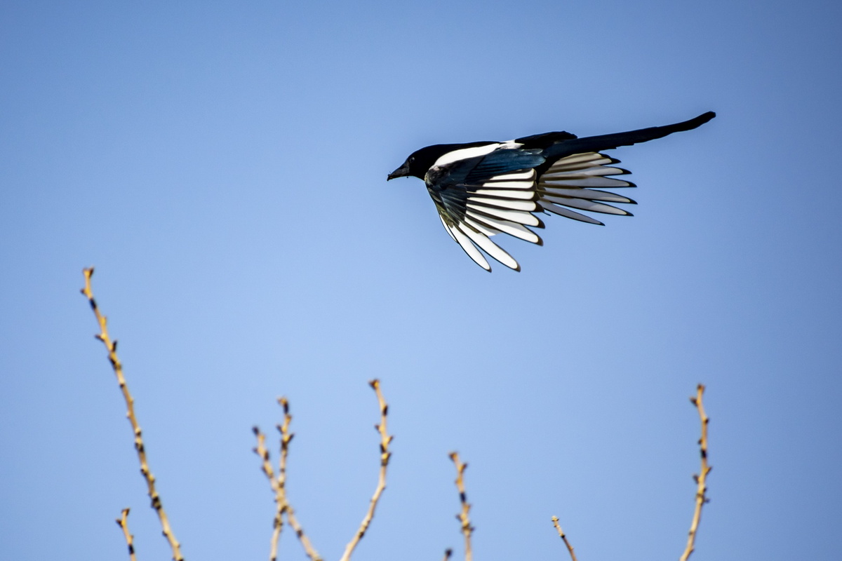 Ох, как торопится. Может в гости, может просто крылья размять. Фото Сергея Малышева.