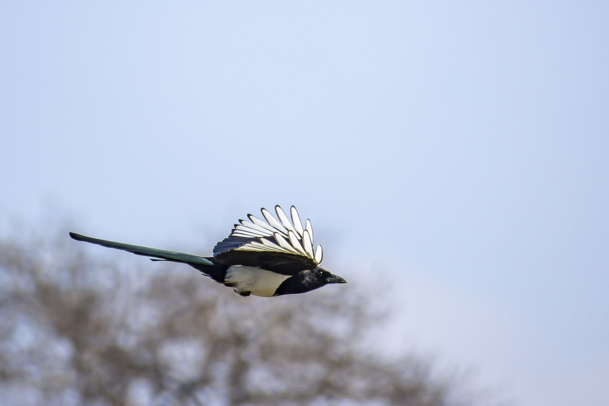 Летит красавица. Фото Сергея Малышева.