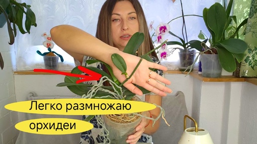 Легко и Просто РАЗМНОЖАЮ ОРХИДЕИ 🌸